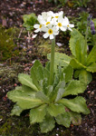 <i>Primula magellanica </i>
