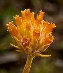 <i>Primula magellanica </i>