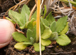 <i>Primula magellanica </i>