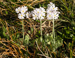<i>Primula magellanica </i>