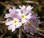 <i>Primula magellanica </i>