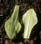 <i>Primula magellanica </i>