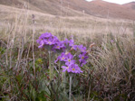 <i>Primula magellanica </i>