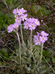 <i>Primula magellanica </i>