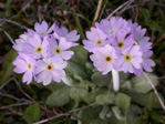 <i>Primula magellanica </i>