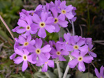 <i>Primula magellanica </i>