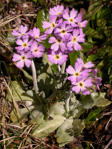 <i>Primula magellanica </i>