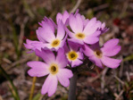 <i>Primula magellanica </i>