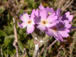 <i>Primula magellanica </i>