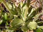 <i>Primula magellanica </i>