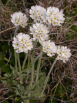 <i>Primula magellanica </i>
