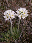 <i>Primula magellanica </i>