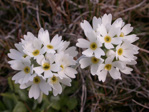 <i>Primula magellanica </i>