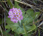 <i>Primula magellanica </i>
