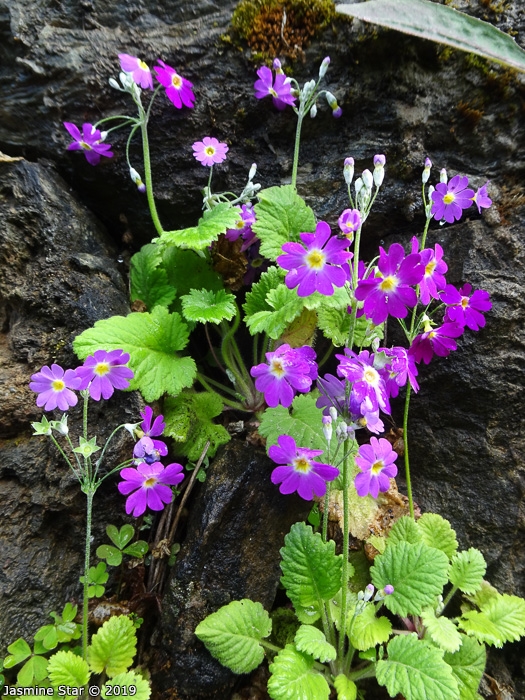 <i>Primula malacoides </i>