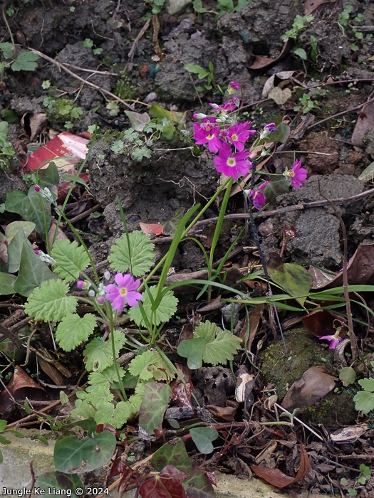 <i>Primula malacoides </i>