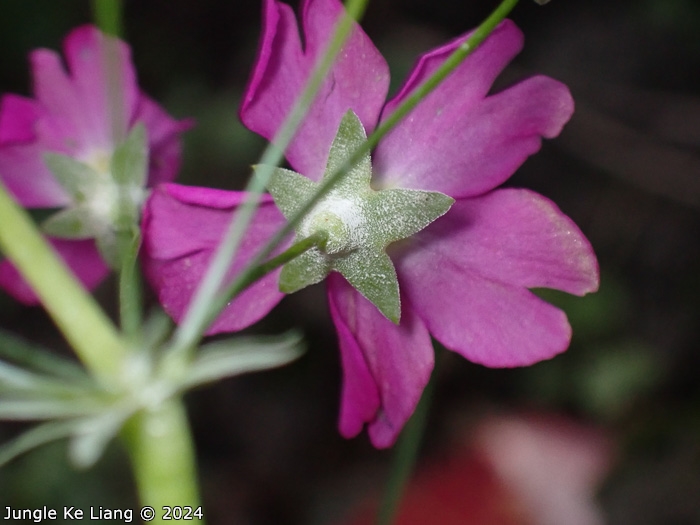 <i>Primula malacoides </i>