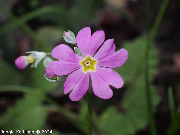 <i>Primula malacoides </i>