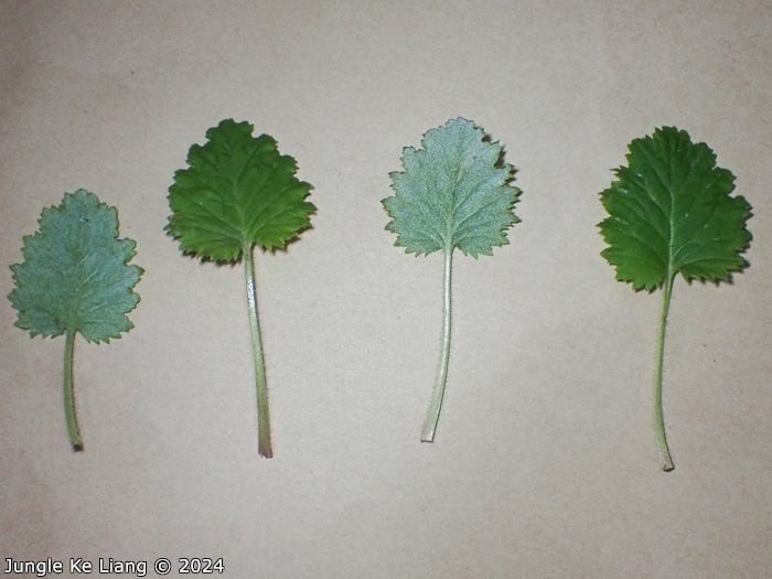 <i>Primula malacoides </i>