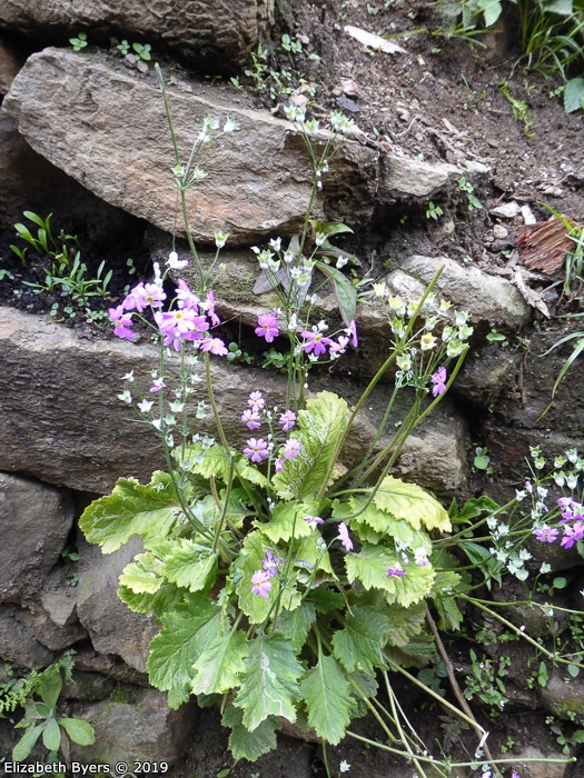<i>Primula malacoides </i>