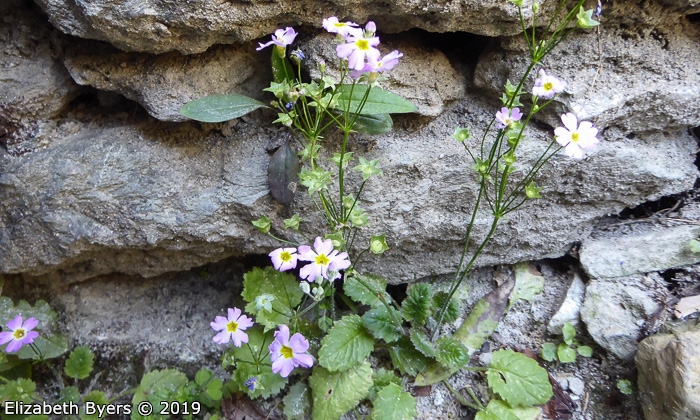 <i>Primula malacoides </i>