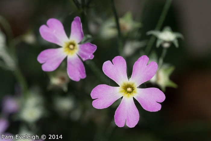 <i>Primula malacoides </i>