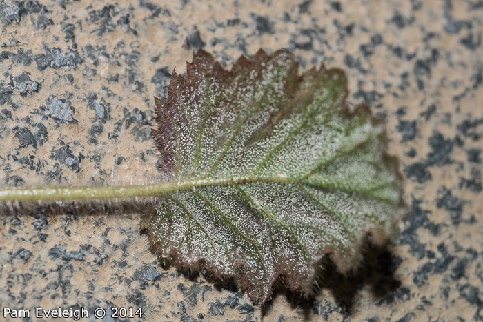 <i>Primula malacoides </i>
