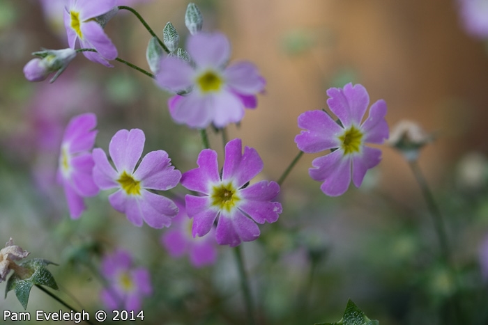 <i>Primula malacoides </i>