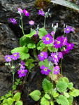 <i>Primula malacoides </i>