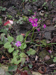 <i>Primula malacoides </i>