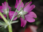 <i>Primula malacoides </i>