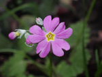 <i>Primula malacoides </i>