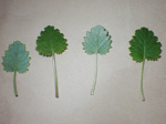 <i>Primula malacoides </i>