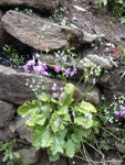 <i>Primula malacoides </i>