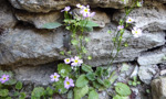 <i>Primula malacoides </i>