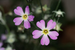 <i>Primula malacoides </i>