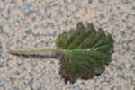 <i>Primula malacoides </i>