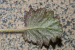 <i>Primula malacoides </i>