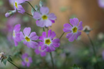 <i>Primula malacoides </i>