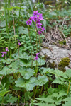 <i>Primula matthioli subsp. brotheri </i>