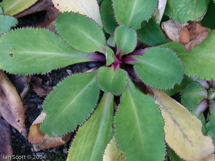 <i>Primula maximowiczii </i>