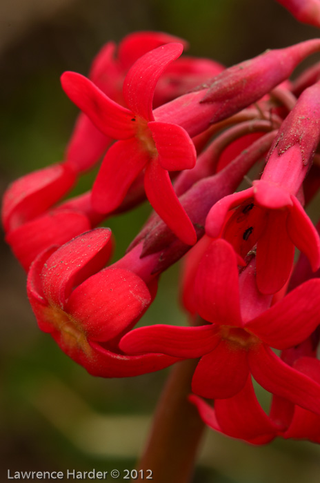 <i>Primula maximowiczii </i>