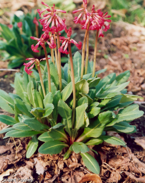 <i>Primula maximowiczii </i>