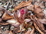 <i>Primula maximowiczii </i>