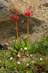 <i>Primula maximowiczii </i>