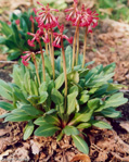 <i>Primula maximowiczii </i>