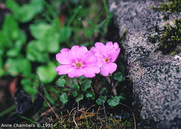 <i>Primula medogensis </i>
