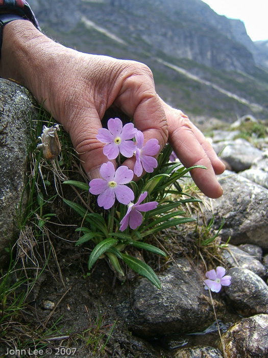 <i>Primula megalocarpa </i>