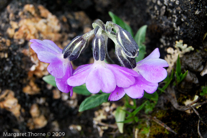 <i>Primula megalocarpa </i>