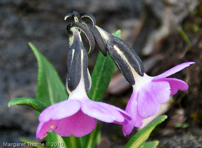 <i>Primula megalocarpa </i>